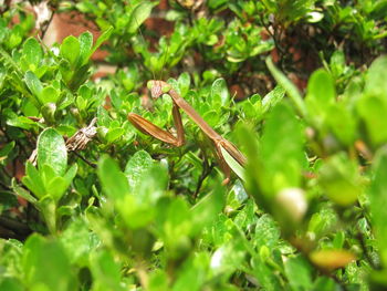 Close-up of insect on leaf