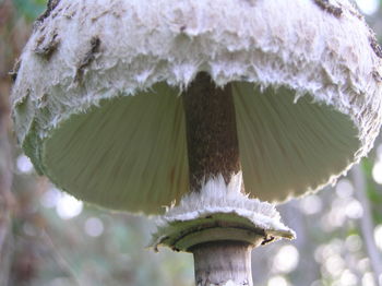 Close-up of mushroom