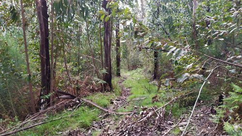 View of trees in forest