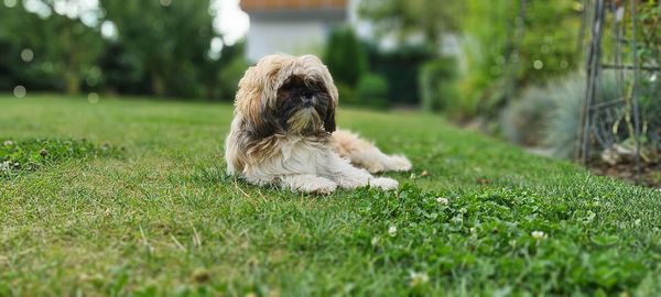 Small dog relaxing on field