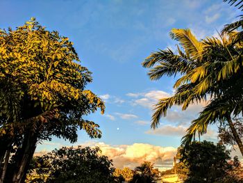 Low angle view of trees against sky