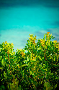 Low angle view of plants against sky