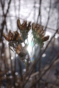 Close-up of dead plant on tree