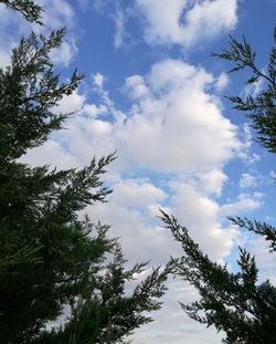 Low angle view of trees against sky