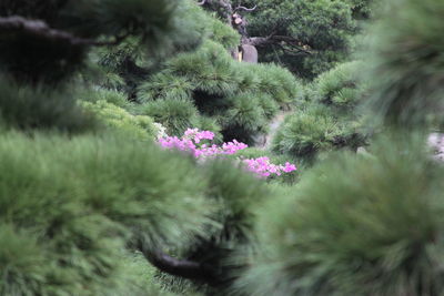 Close-up of pink flowering plant