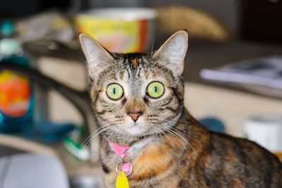Close-up portrait of cat