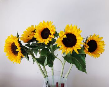 Close-up of yellow flower against white background