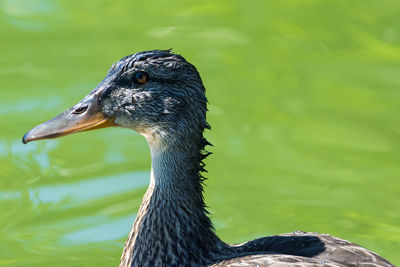 Close-up of bird