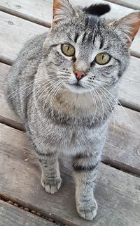 Close-up portrait of a cat