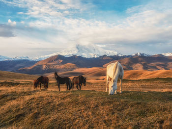 Horses grazing on field against sky