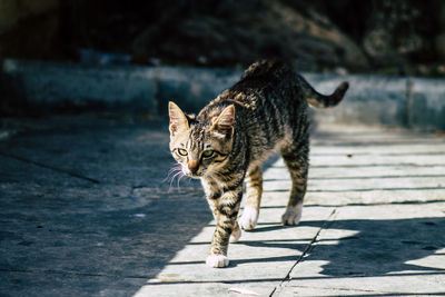 Close-up of a cat on the road