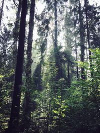 Low angle view of trees in forest