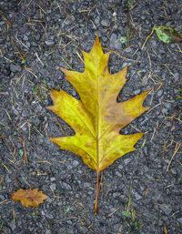 High angle view of yellow maple leaf on field
