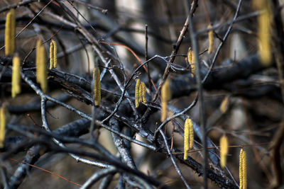 Close-up of twigs on branch