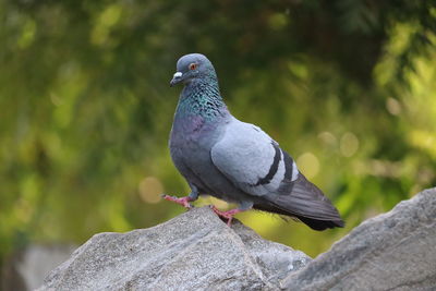 Close-up of pigeon perching on rock, full body of pigeon bird, outdoors pigeon birds