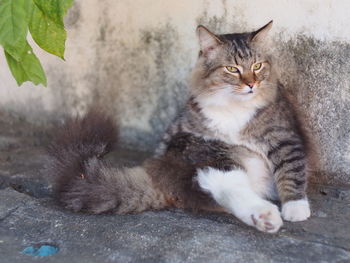 Portrait of cat sitting outdoors