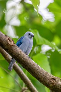 Close-up of bird perching on branch