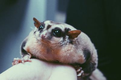 Close-up of hand holding sugar glider