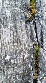 Full frame shot of tree trunk