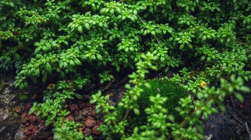 High angle view of plants growing on land