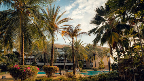 Palm trees against sky