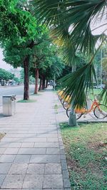 Footpath amidst palm trees in park