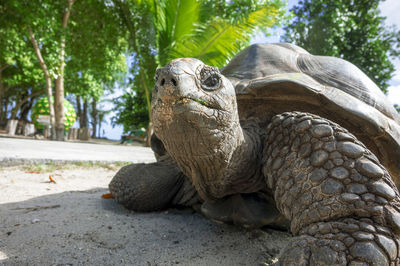 Close-up of turtle