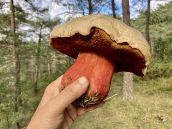 Close-up of hand holding mushroom
