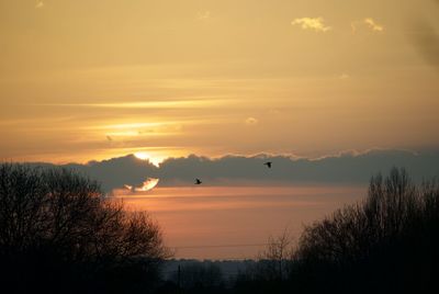 Silhouette birds against sky during sunset