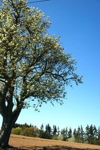 Low angle view of flowering tree against clear blue sky