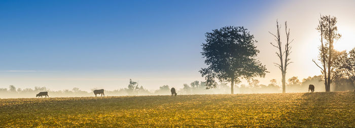 Scenic view of field against clear sky