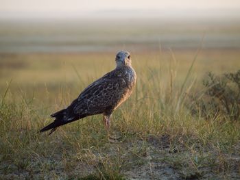 Bird perching on a field