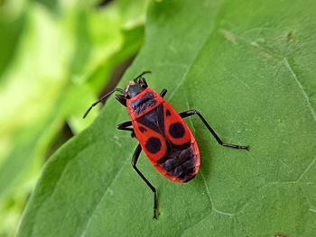 Close-up of firebug