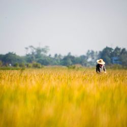 Woman working in wheat field