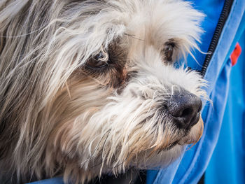 Close-up portrait of dog