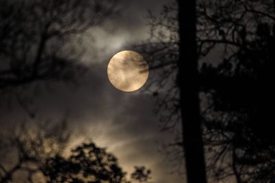 Scenic view of moon in forest