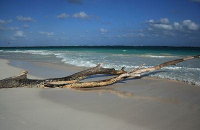 Driftwood on beach against sky