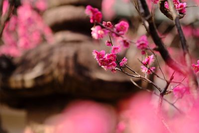 Close-up of pink flowers on branch