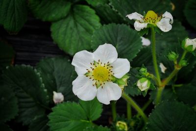 Close-up of white flowers blooming outdoors