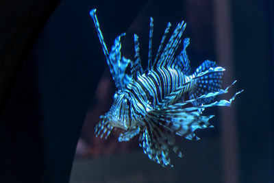 Close-up of blue fish in aquarium