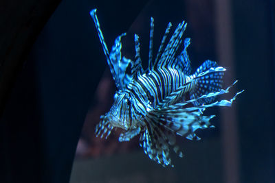 Close-up of blue fish in aquarium