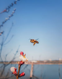 Bee flying to a blooming apricot tree collecting pollen. honeybee and spring flowers over blue sky