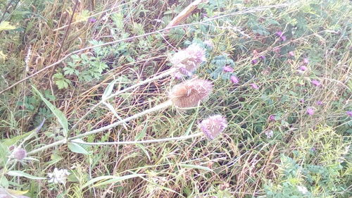 Close-up of plants growing on field