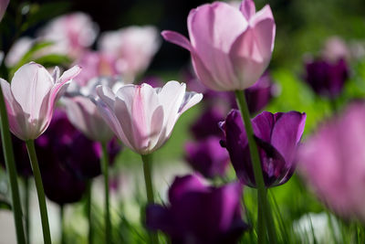 Close-up of tulips growing in garden