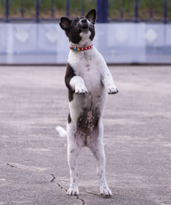 Dog looking away while standing outdoors