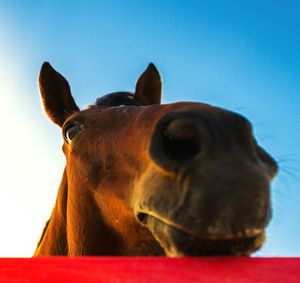 Close-up of horse against sky