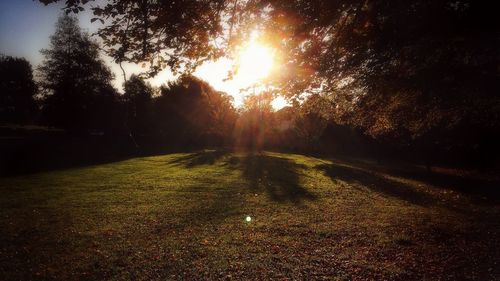 Sun shining through trees