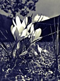 Close-up of white flowering plant on field