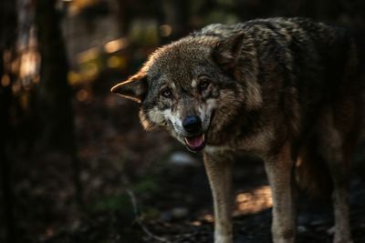 Portrait of wolf in forest