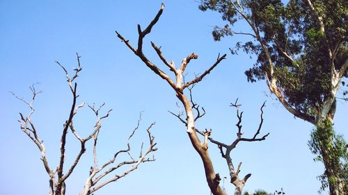 Low angle view of bare tree against clear blue sky